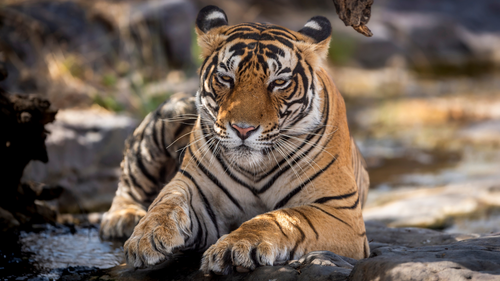 Explore Rajasthan's Wildlife, An Exhilarating Adventure